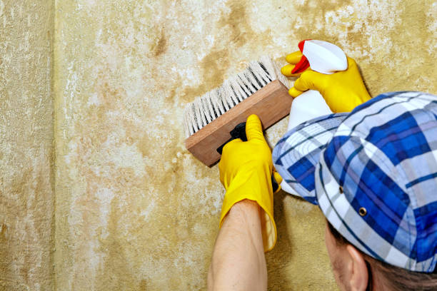 Trusted Albion, NY Mold Removal Experts